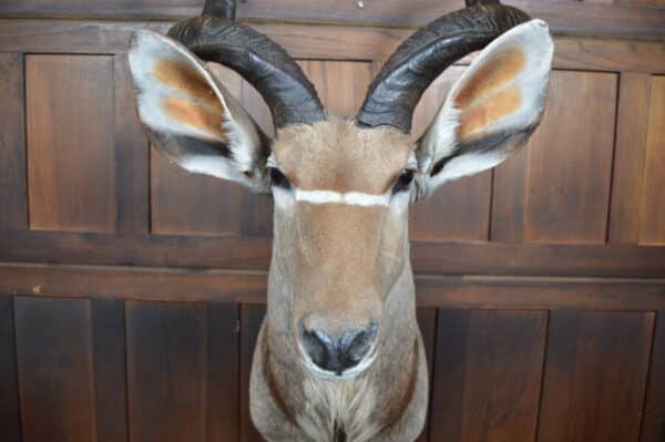 Kudu Mounted Head SAI2857 - Image 8