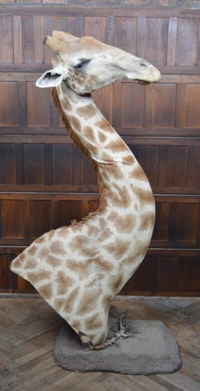 Taxidermy African Bull Giraffe SAI3321 African Antique Art 3