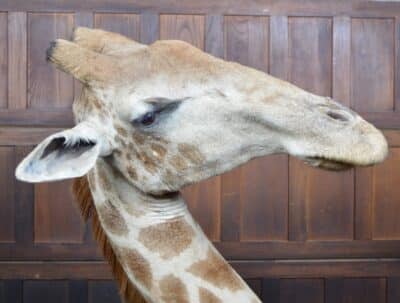 Taxidermy African Bull Giraffe SAI3321 - Image 13