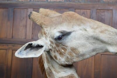Taxidermy African Bull Giraffe SAI3321 - Image 14