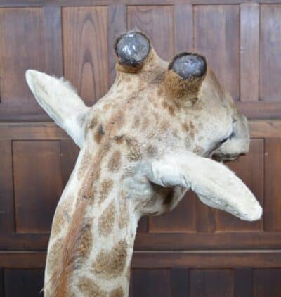 Taxidermy African Bull Giraffe SAI3321 African Antique Art 17