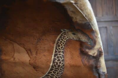 Taxidermy African Bull Giraffe SAI3321 - Image 18