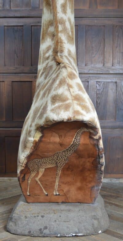 Taxidermy African Bull Giraffe SAI3321 - Image 19