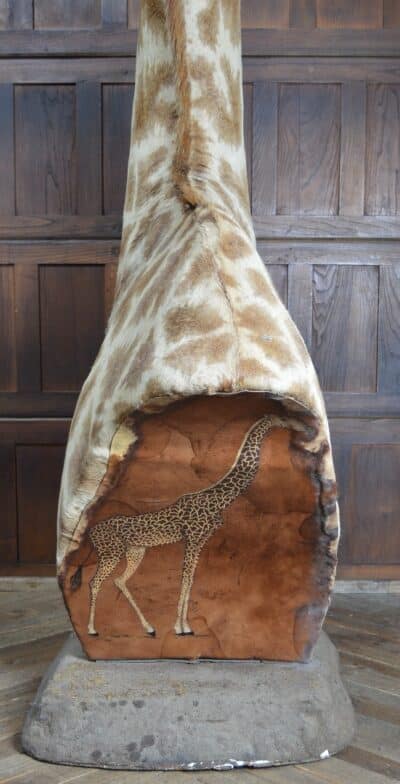 Taxidermy African Bull Giraffe SAI3321 African Antique Art 21