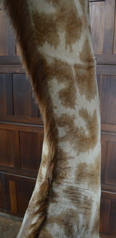 Taxidermy African Bull Giraffe SAI3321 - Image 20