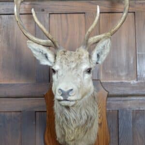 Ten-point Stags Taxidermy Head SAI3329 stag Miscellaneous