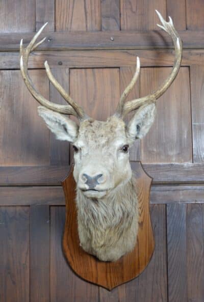 Ten-point Stags Taxidermy Head SAI3329