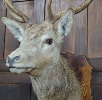 Ten-point Stags Taxidermy Head SAI3329 - Image 3