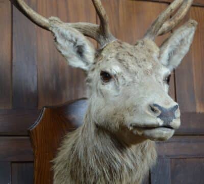 Ten-point Stags Taxidermy Head SAI3329 - Image 4