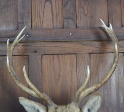 Ten-point Stags Taxidermy Head SAI3329 - Image 5