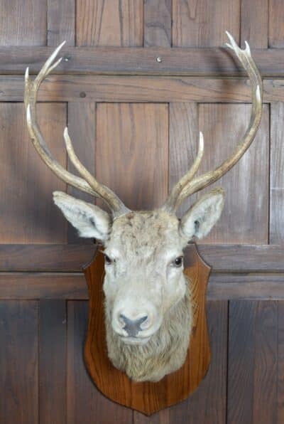 Ten-point Stags Taxidermy Head SAI3329 - Image 6