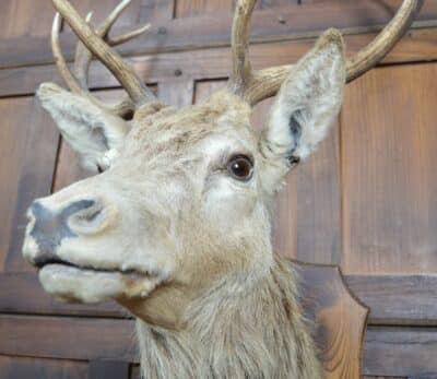 Ten-point Stags Taxidermy Head SAI3329 stag Miscellaneous 9