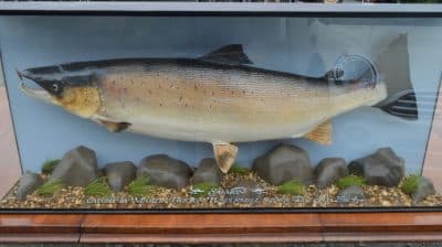 Cased Tay Salmon.