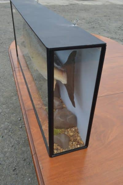 Cased Tay Salmon. - Image 2