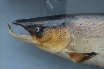 Cased Tay Salmon. - Image 3