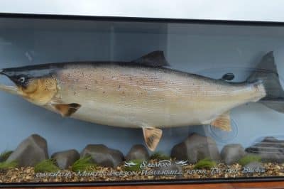 Cased Tay Salmon. - Image 4