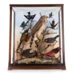 A MAGNIFICENT DISPLAY OF BIRDS IN A GLASS CASE–EDWARDIAN c1920’s Antique Boxes