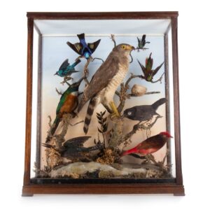 A MAGNIFICENT DISPLAY OF BIRDS IN A GLASS CASE–EDWARDIAN c1920’s Antique Boxes