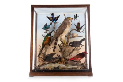 A MAGNIFICENT DISPLAY OF BIRDS IN A GLASS CASE–EDWARDIAN c1920’s Antique Boxes 3