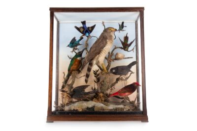 A MAGNIFICENT DISPLAY OF BIRDS IN A GLASS CASE--EDWARDIAN c1920's