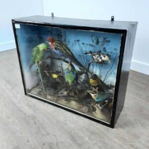 A SLELECTION OF AMAZONIAN BIRDS IN GLASS CASE. (C1880’s-1900) Antique Cabinets