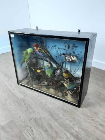 A SLELECTION OF AMAZONIAN BIRDS IN GLASS CASE. (C1880's-1900)