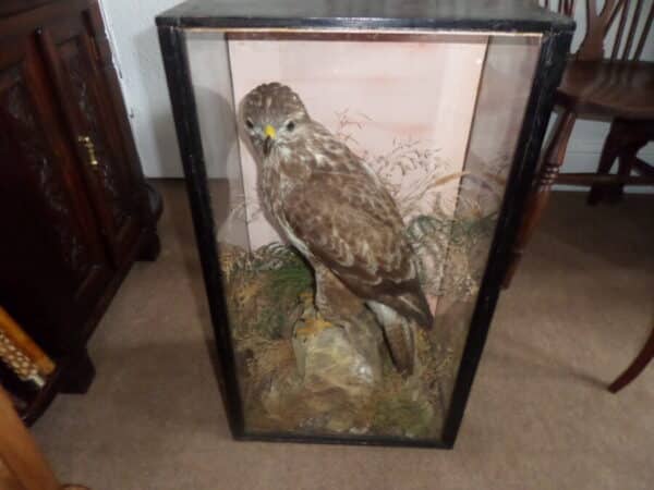 A FINE BUZZARD BY MOUNTNEY & SONS. C 1890 Miscellaneous 3