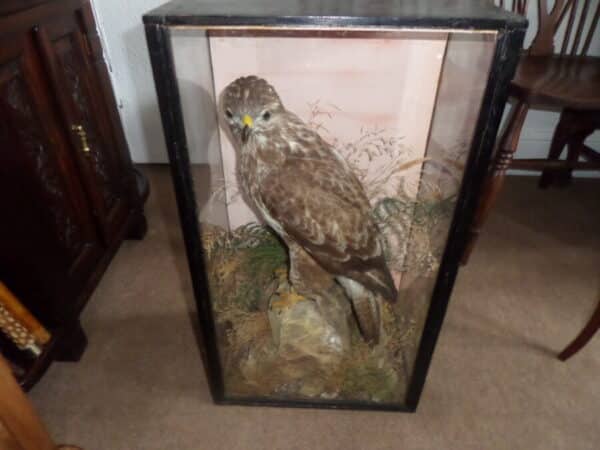 A FINE BUZZARD BY MOUNTNEY & SONS. C 1890