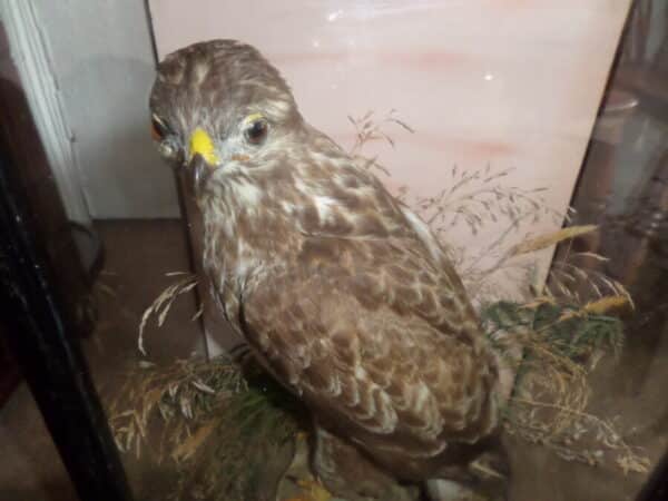 A FINE BUZZARD BY MOUNTNEY & SONS. C 1890 - Image 2
