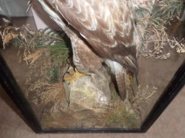 A FINE BUZZARD BY MOUNTNEY & SONS. C 1890 - Image 3