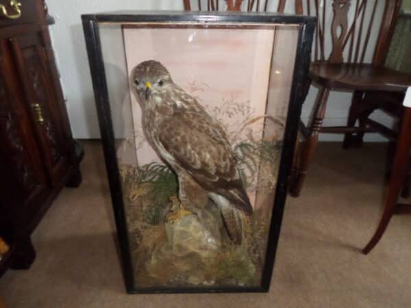 A FINE BUZZARD BY MOUNTNEY & SONS. C 1890 Miscellaneous 6