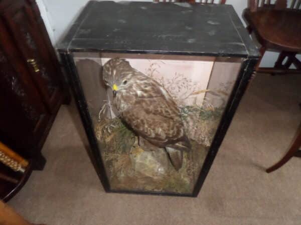 A FINE BUZZARD BY MOUNTNEY & SONS. C 1890 - Image 5