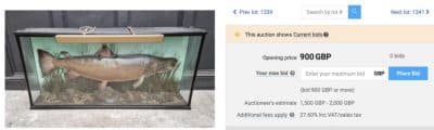 Cased Tay Salmon. - Image 5