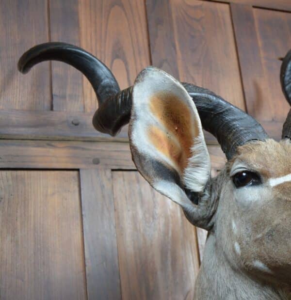 Kudu Mounted Head SAI2857 - Image 3