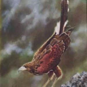 Dave Baker. (American) Oil on canvas.Titled: “The Harris Hawk” Antiques Scotland Antique Art 3