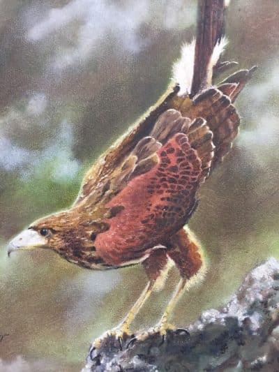 Dave Baker. (American) Oil on canvas.Titled: “The Harris Hawk” Antiques Scotland Antique Art 4