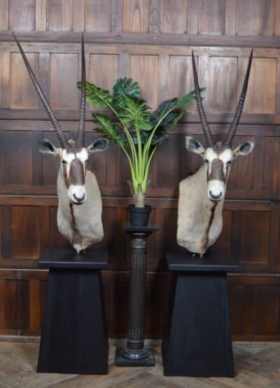 Pair Of Taxidermy Gemsbok On Stands SAI3371