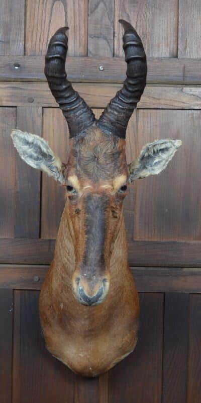 Taxidermy Red Hartebeest SAI3362 - Image 2