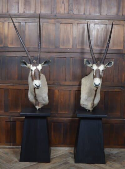 Pair Of Taxidermy Gemsbok On Stands SAI3371 - Image 3