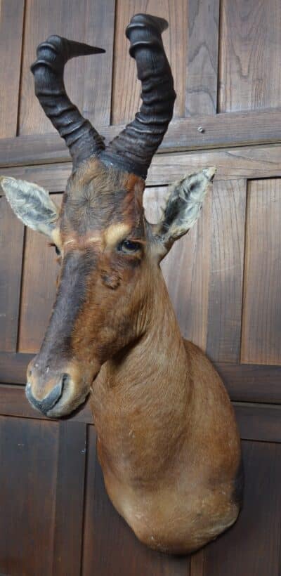 Taxidermy Red Hartebeest SAI3362 - Image 3