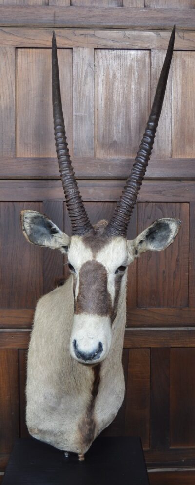 Pair Of Taxidermy Gemsbok On Stands SAI3371 - Image 4