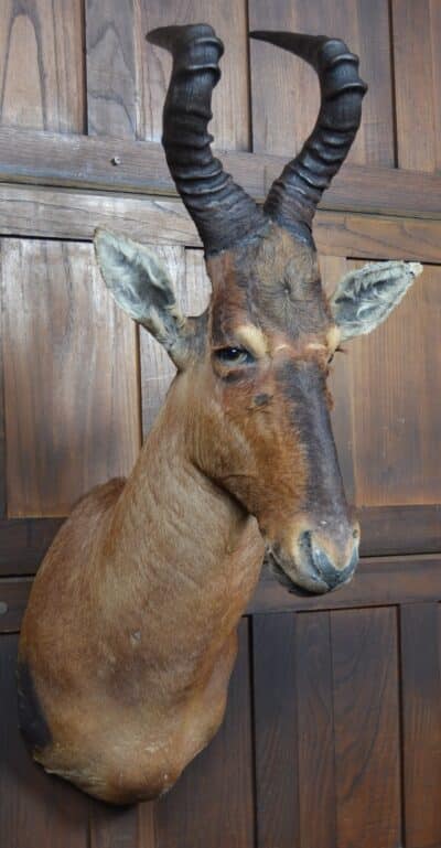 Taxidermy Red Hartebeest SAI3362 - Image 4