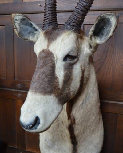 Pair Of Taxidermy Gemsbok On Stands SAI3371 - Image 5