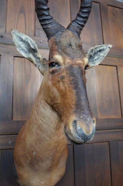 Taxidermy Red Hartebeest SAI3362 - Image 5