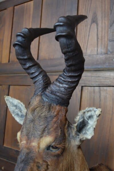 Taxidermy Red Hartebeest SAI3362 - Image 7
