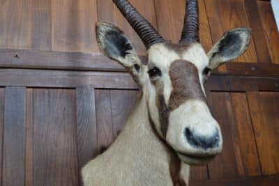 Pair Of Taxidermy Gemsbok On Stands SAI3371 - Image 8