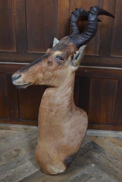 Taxidermy Red Hartebeest SAI3362 - Image 8