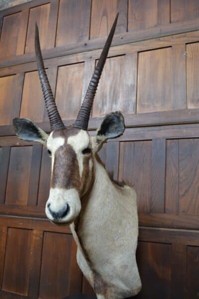 Pair Of Taxidermy Gemsbok On Stands SAI3371 - Image 9