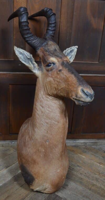 Taxidermy Red Hartebeest SAI3362 - Image 9