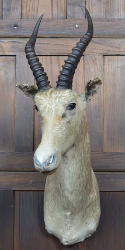 Taxidermy White Blesbok SAI3358 - Image 2